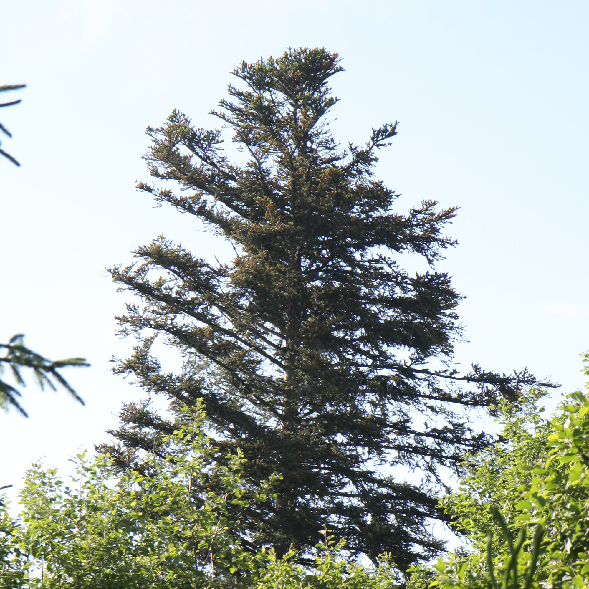 Tanne (Abies alba) Biotopbaum