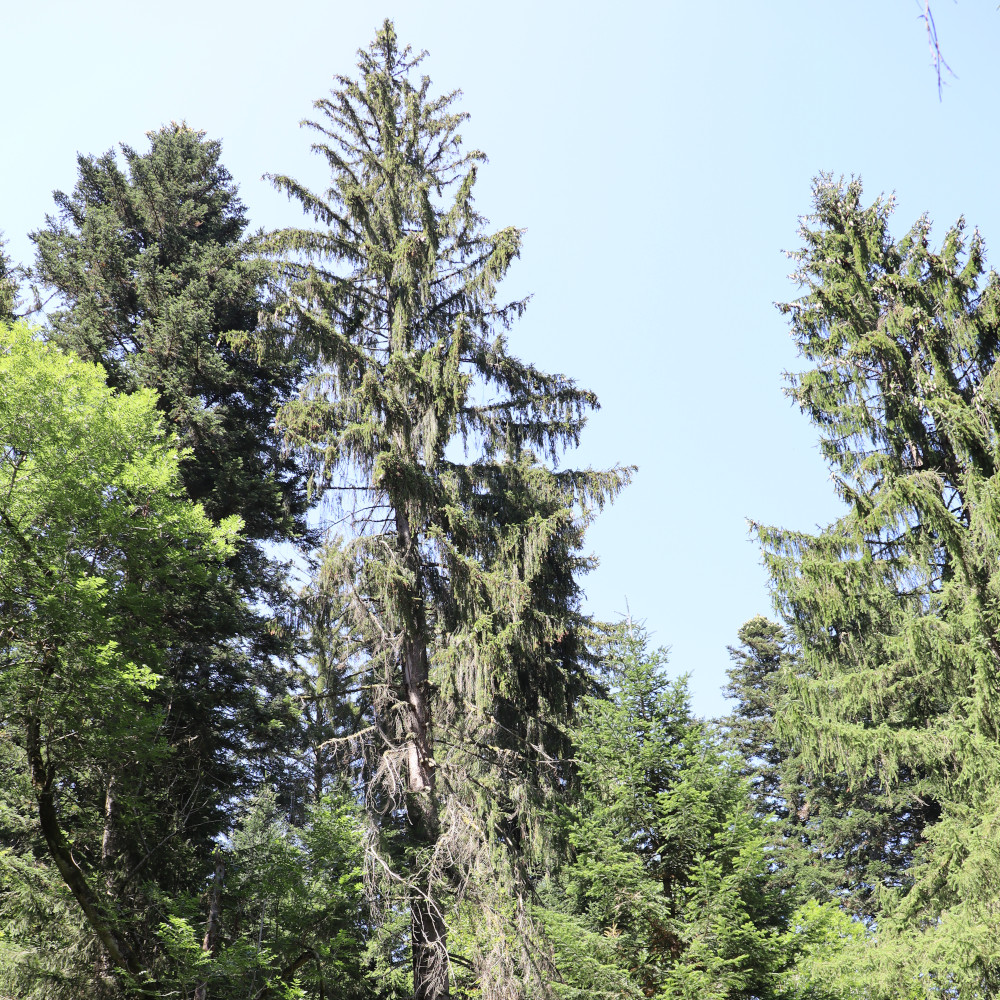 Fichte (Picea abies) Biotopbaum