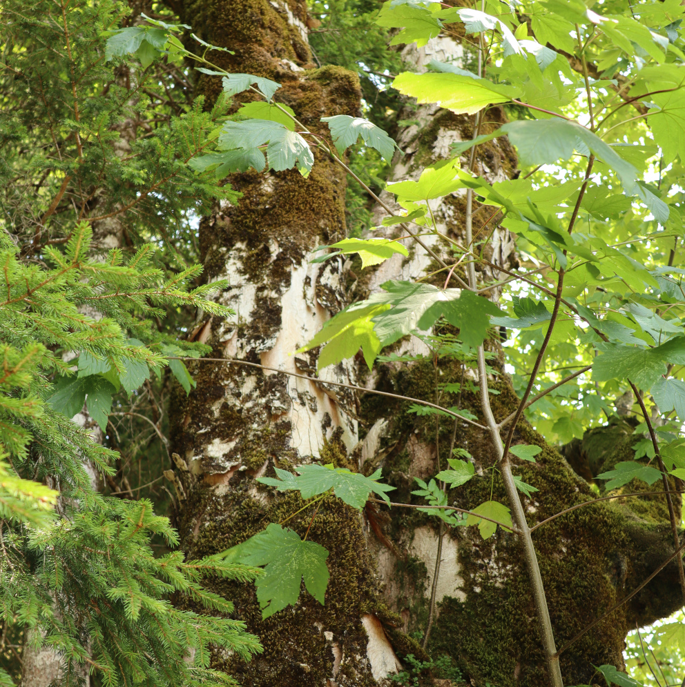 Bergahorn (Acer pseudoplatanus) Biotopbaum
