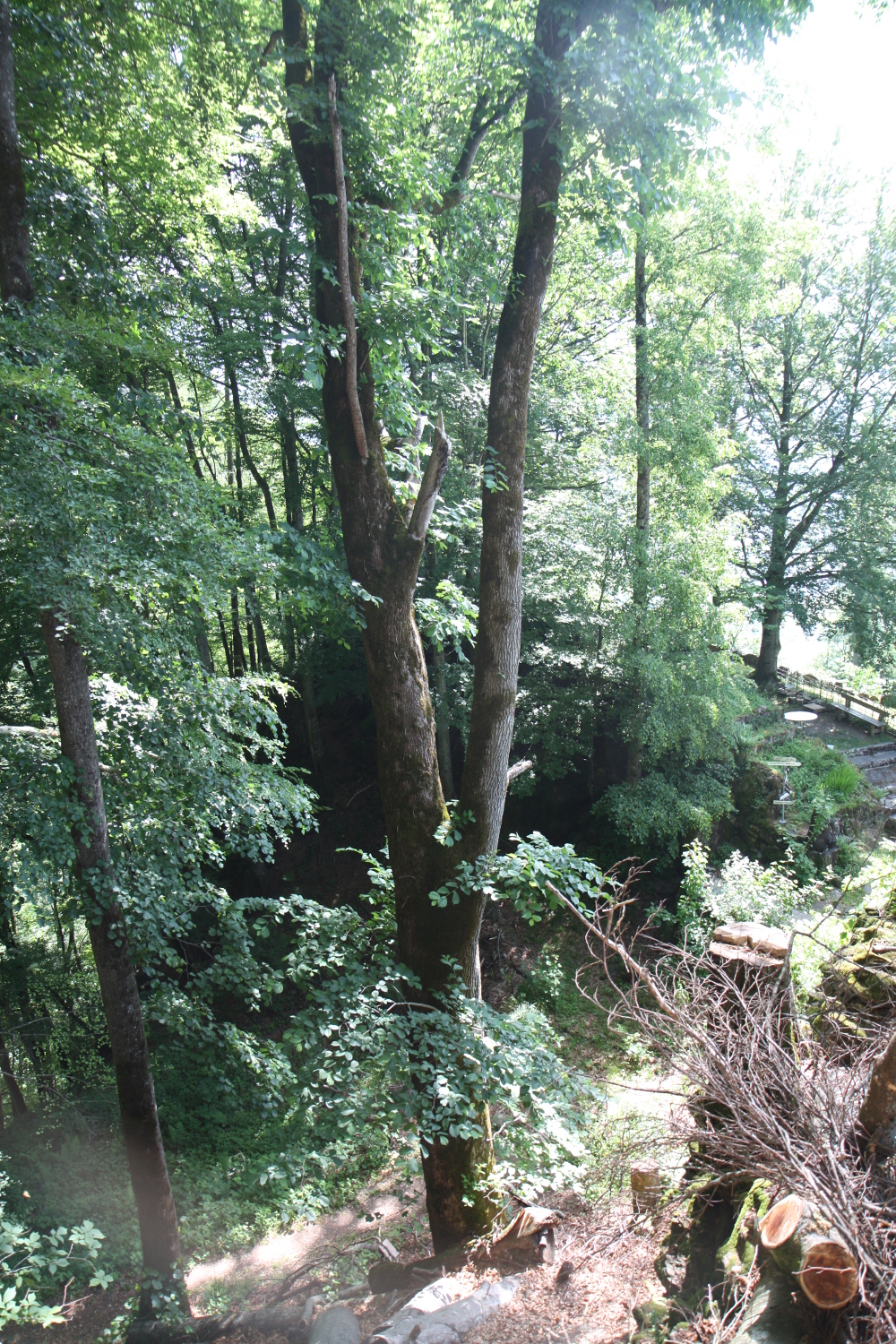 Bergulme (Ulmus glabra) Biotopbaum