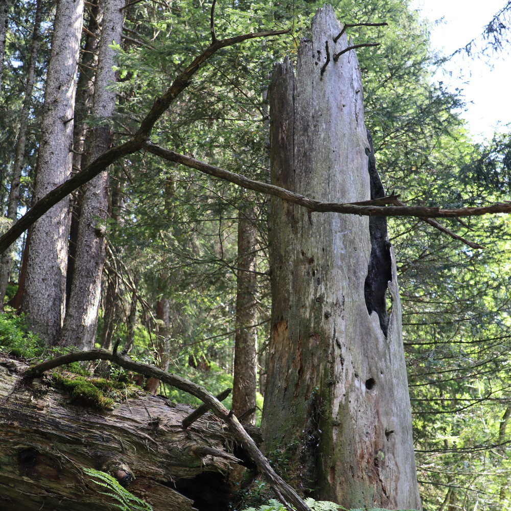 Toter Fichtestumpf (Picea abies) Biotopbaum