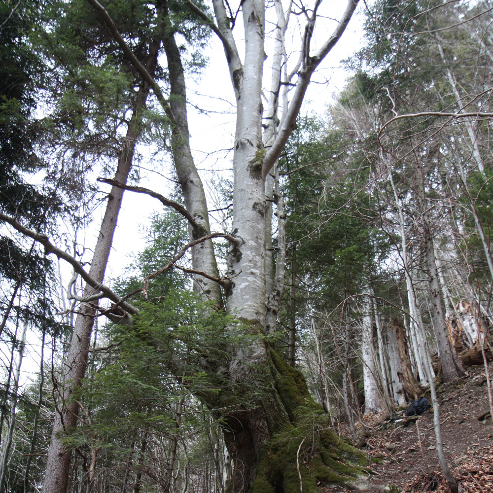 Buche (Fagus silvatica) Biotopbaum