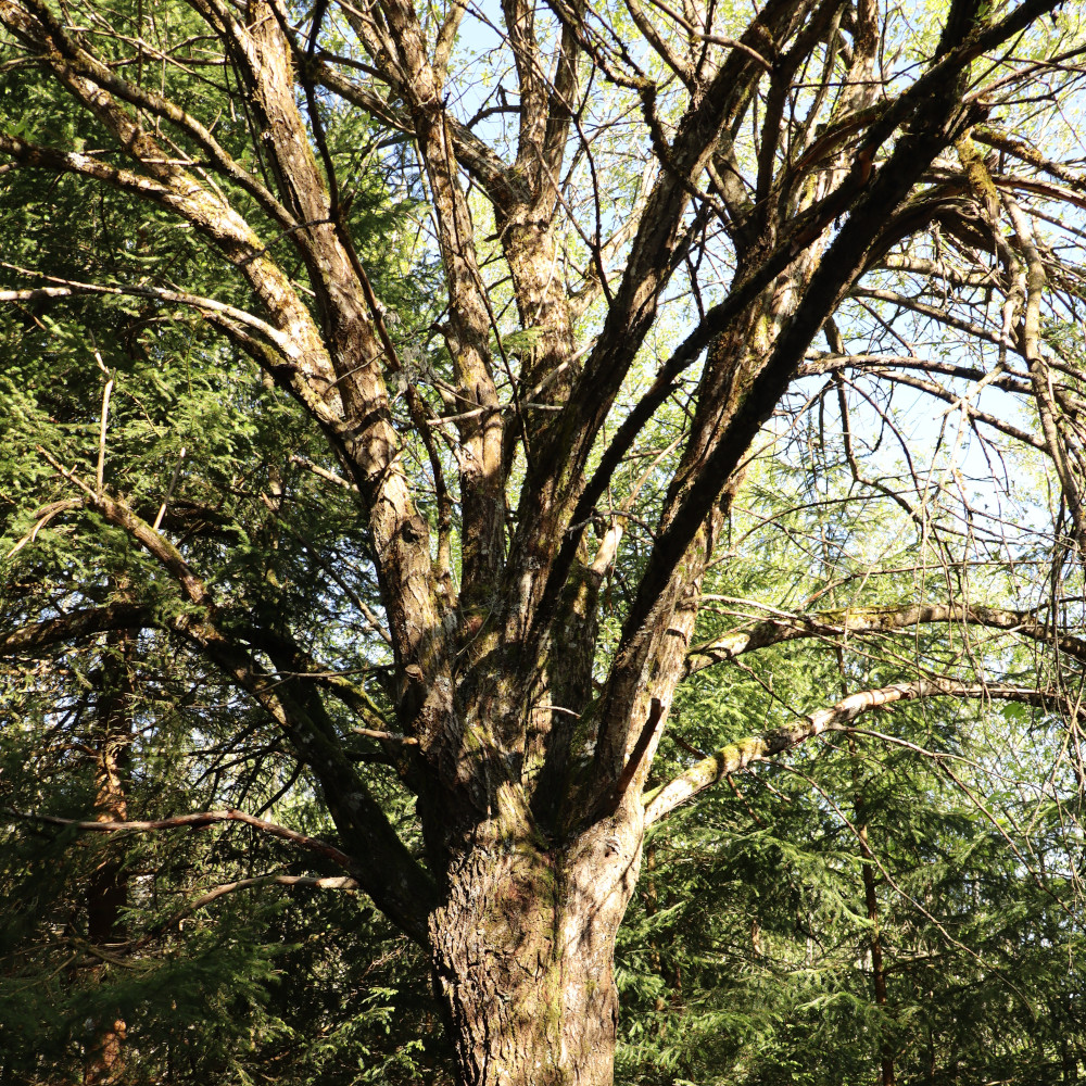 Weide (Salix spec.) Biotopbaum