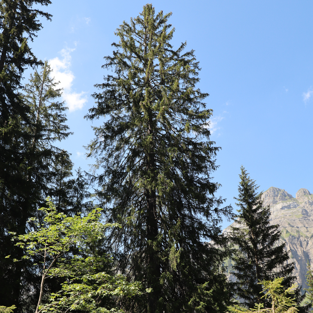 Fichte (Picea abies) Biotopbaum