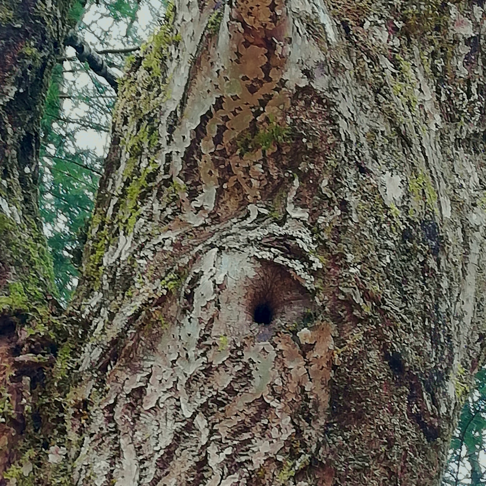 Weide (Salix spec.) Biotopbaum