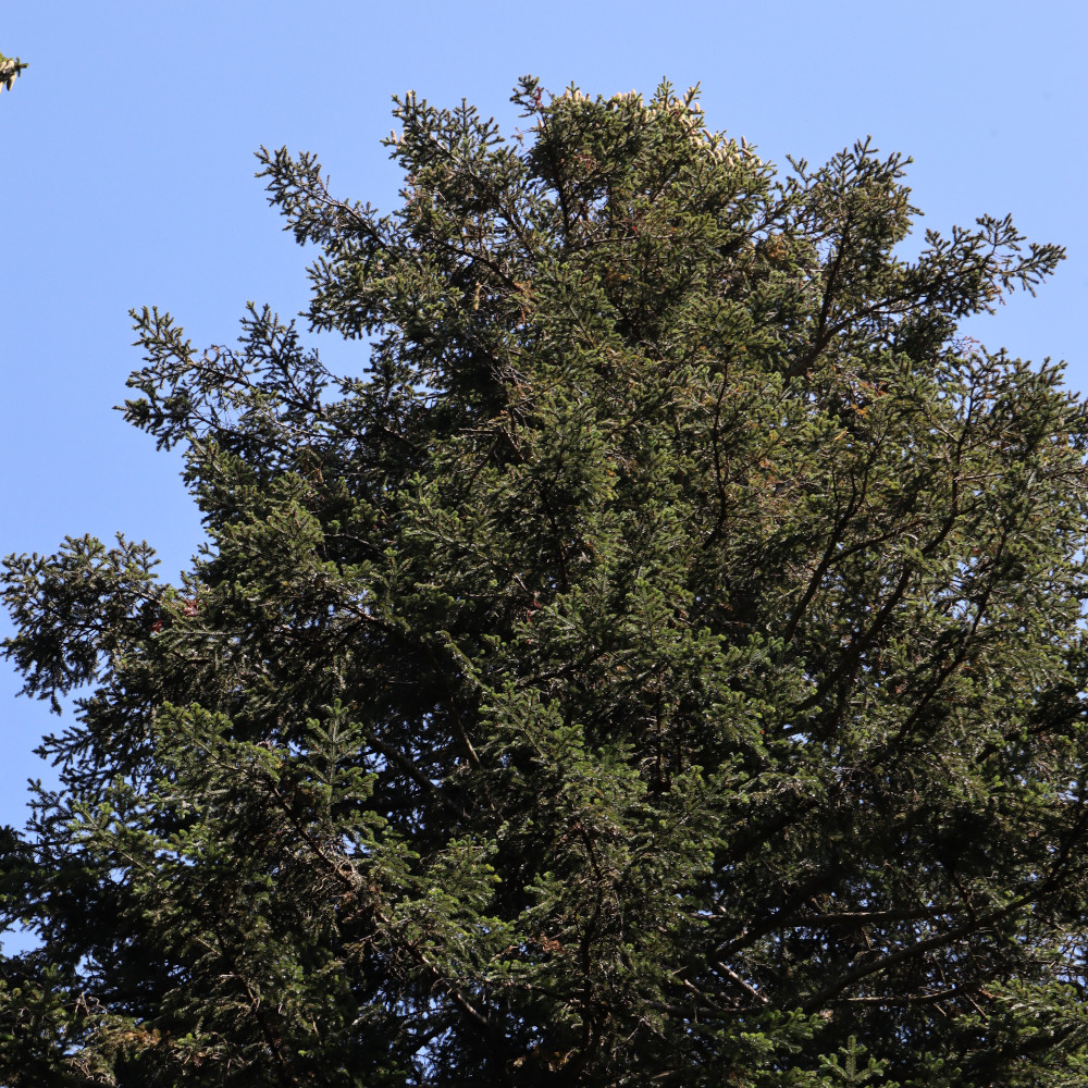 Tanne (abies alba) Biotopbaum