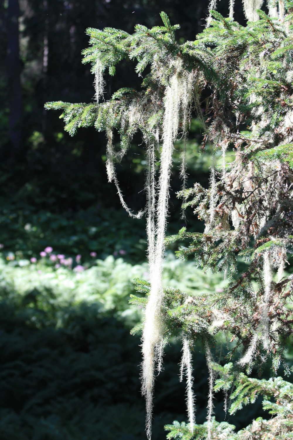 Fichte mit Engelshaarflechte (Picea abies mit Usnea Longissima)
