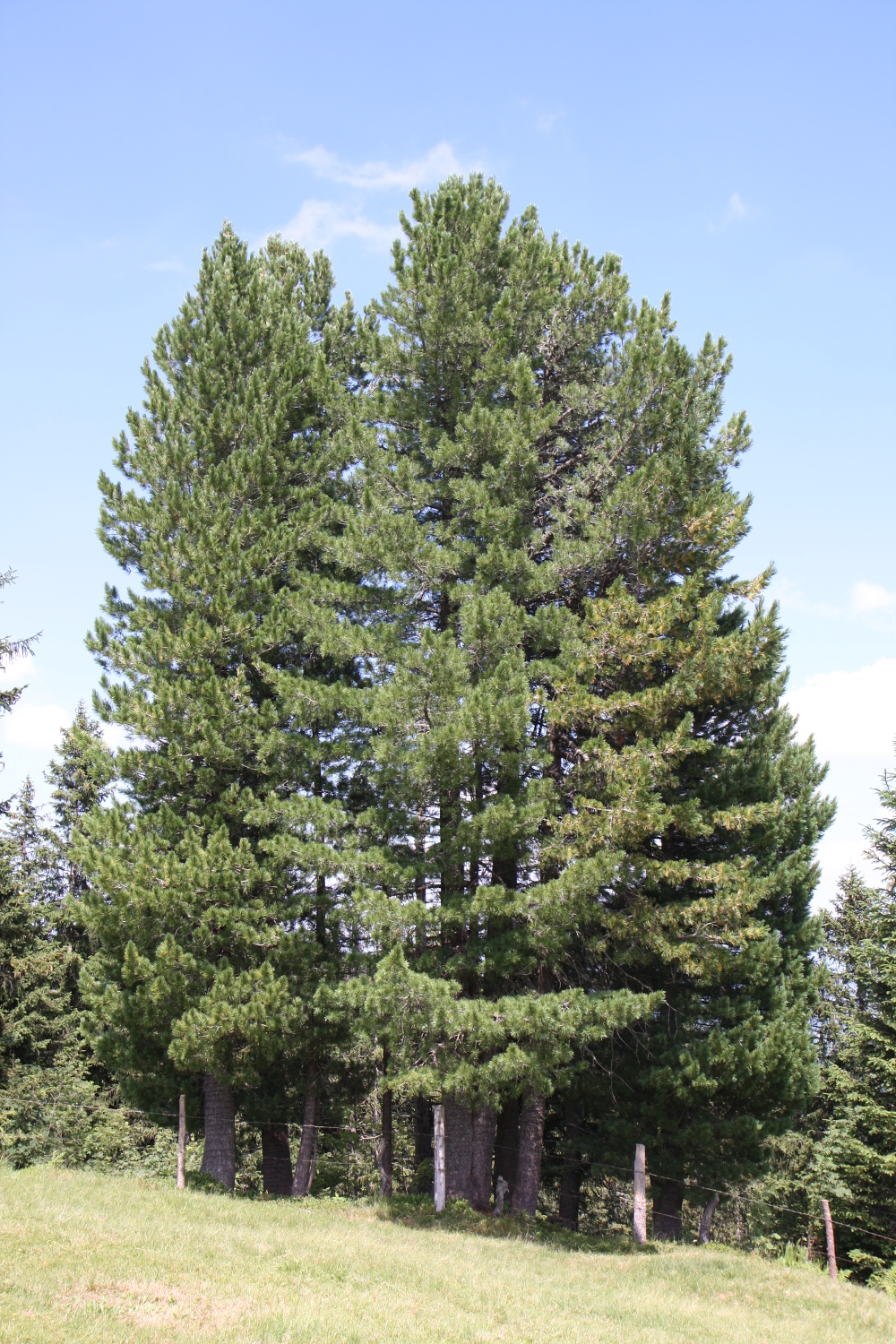 Arvengruppe (Pinus cembra) Charakterbaumgruppe