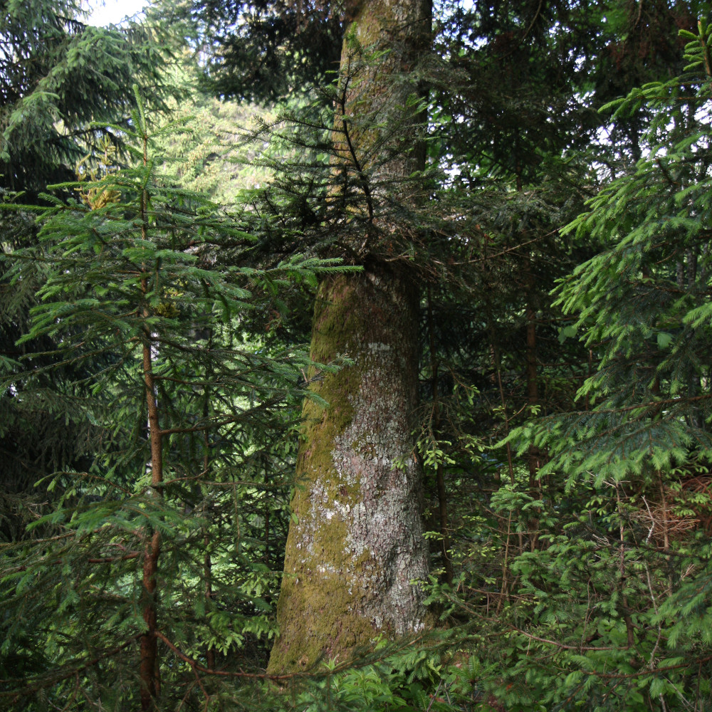 Tanne (Abies alba) Biotopbaum