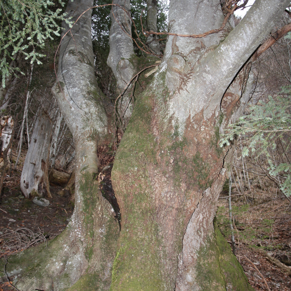 Buche (Fagus silvatica) Biotopbaum