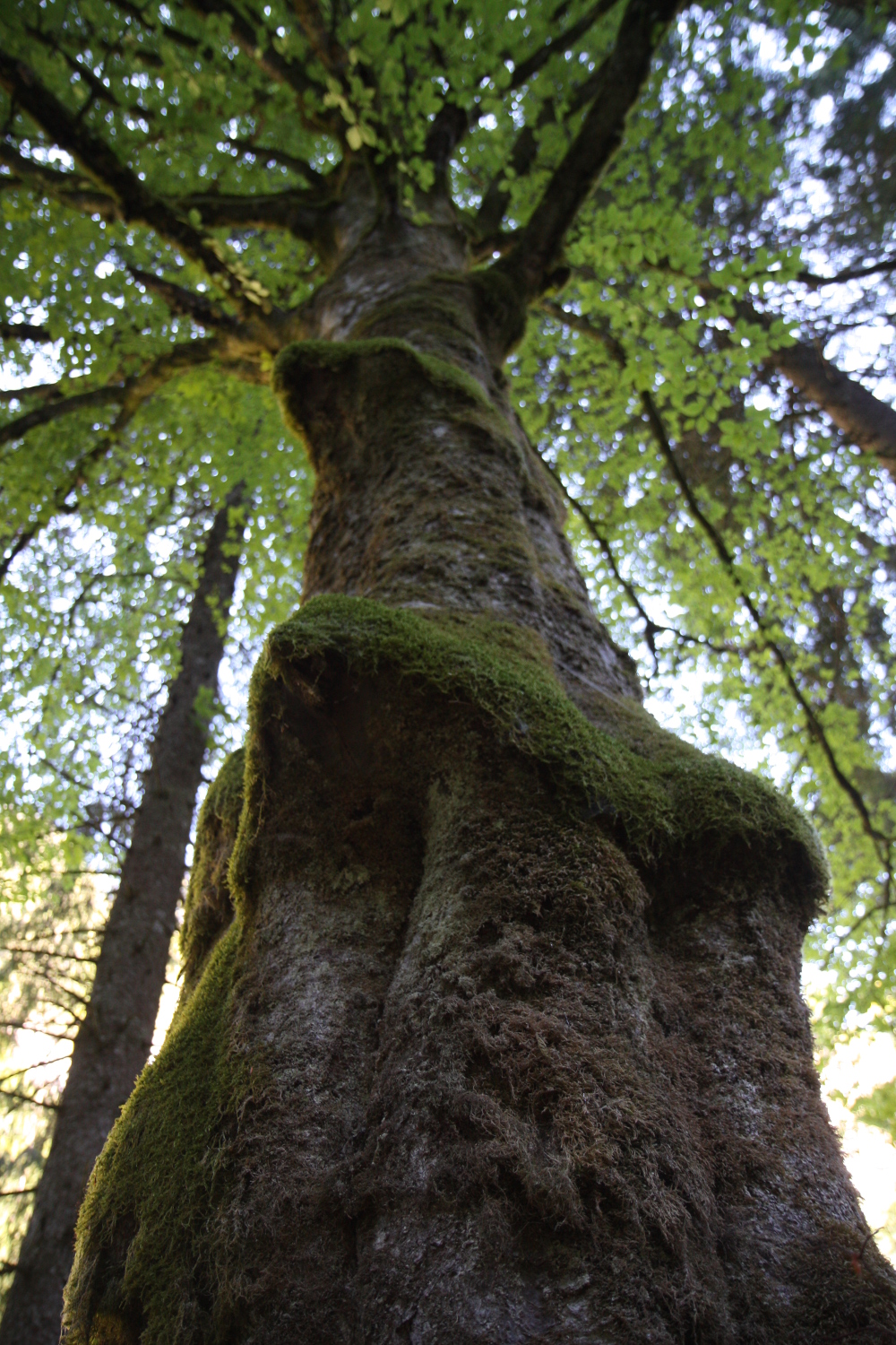 Buche (Fagus sylvatica) Biotopbaum