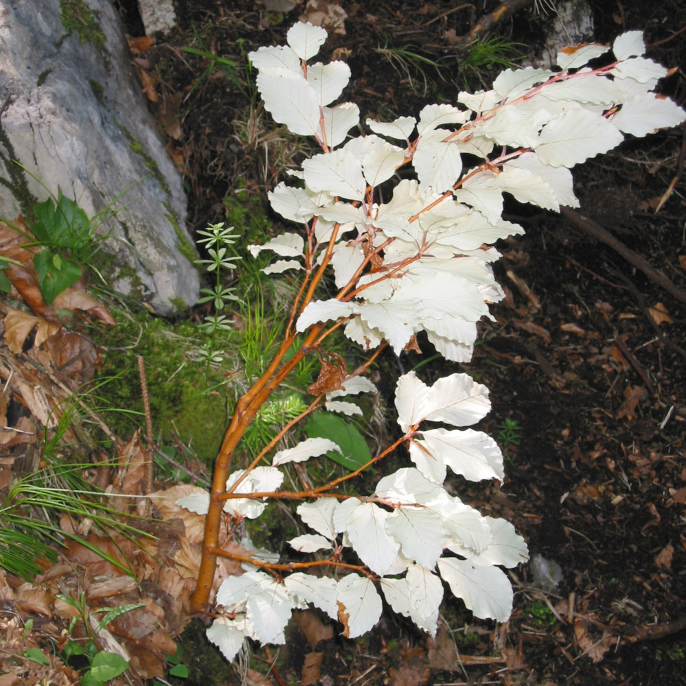 "Albino" Buche (Fagus silvatica) Biotopbaum