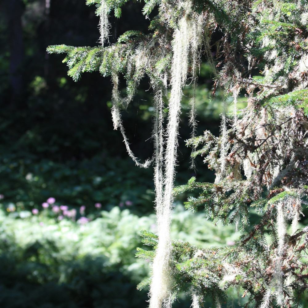 Fichte mit Engelshaarflechte (Picea abies mit Usnea Longissima)