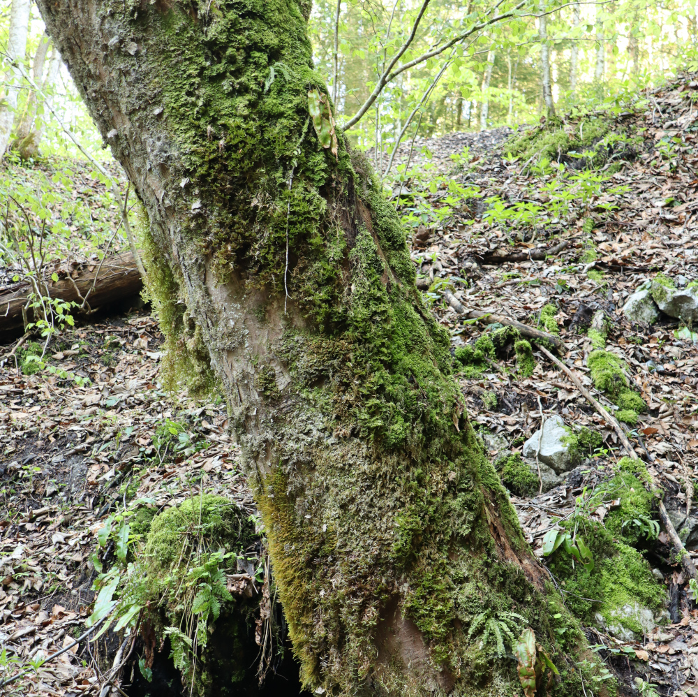 Bergahorn (Acer pseudoplatanus) Biotopbaum