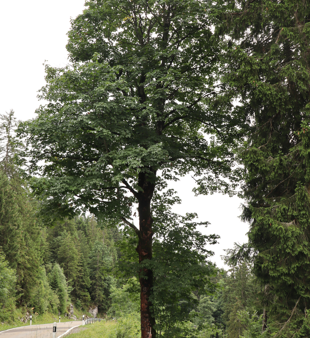 Bergahorn (Acer pseudoplatanus) Charakterbaum