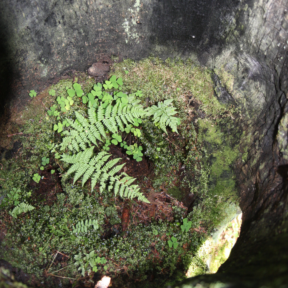 Toter Fichtestumpf (Picea abies) Biotopbaum