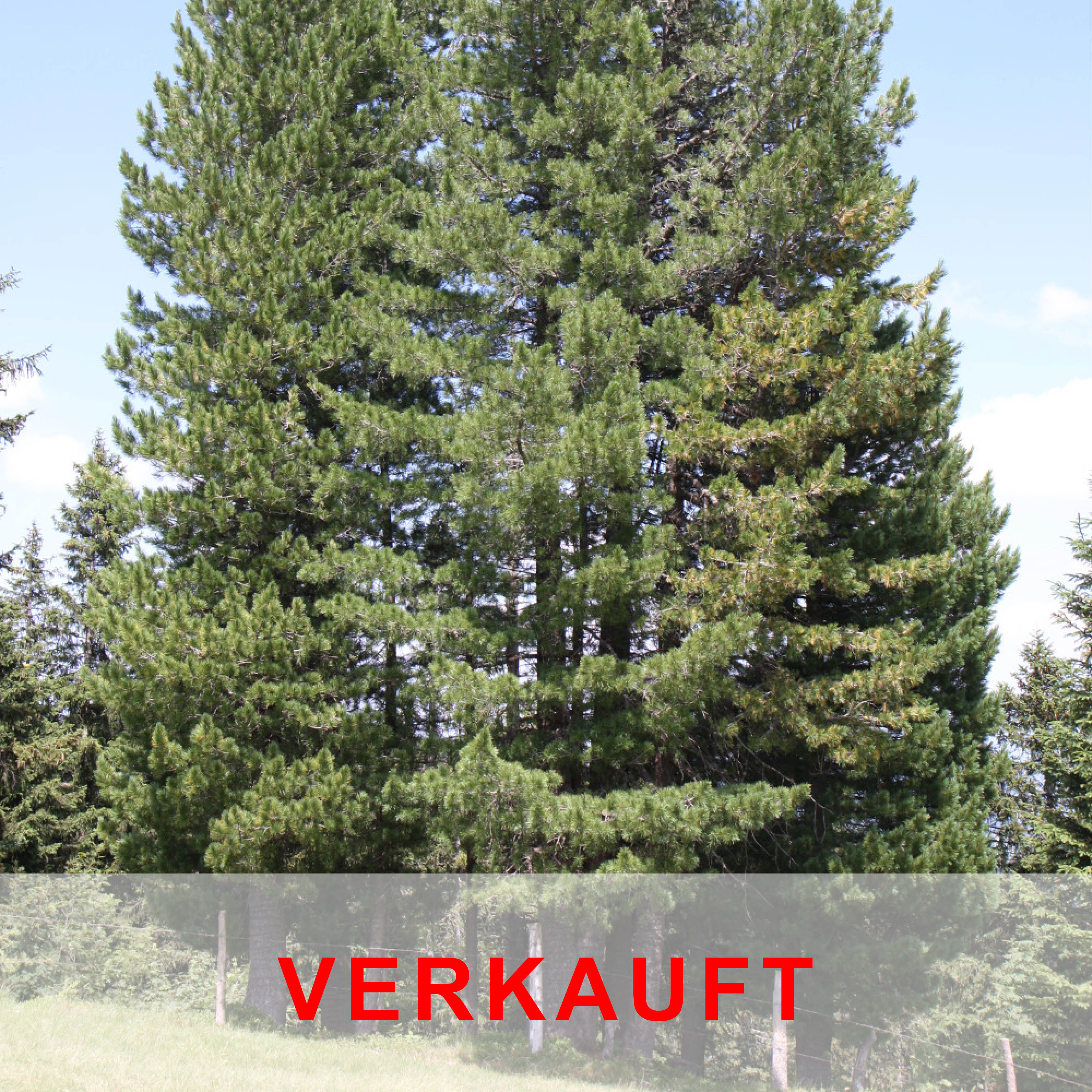 Arvengruppe (Pinus cembra) Charakterbaumgruppe